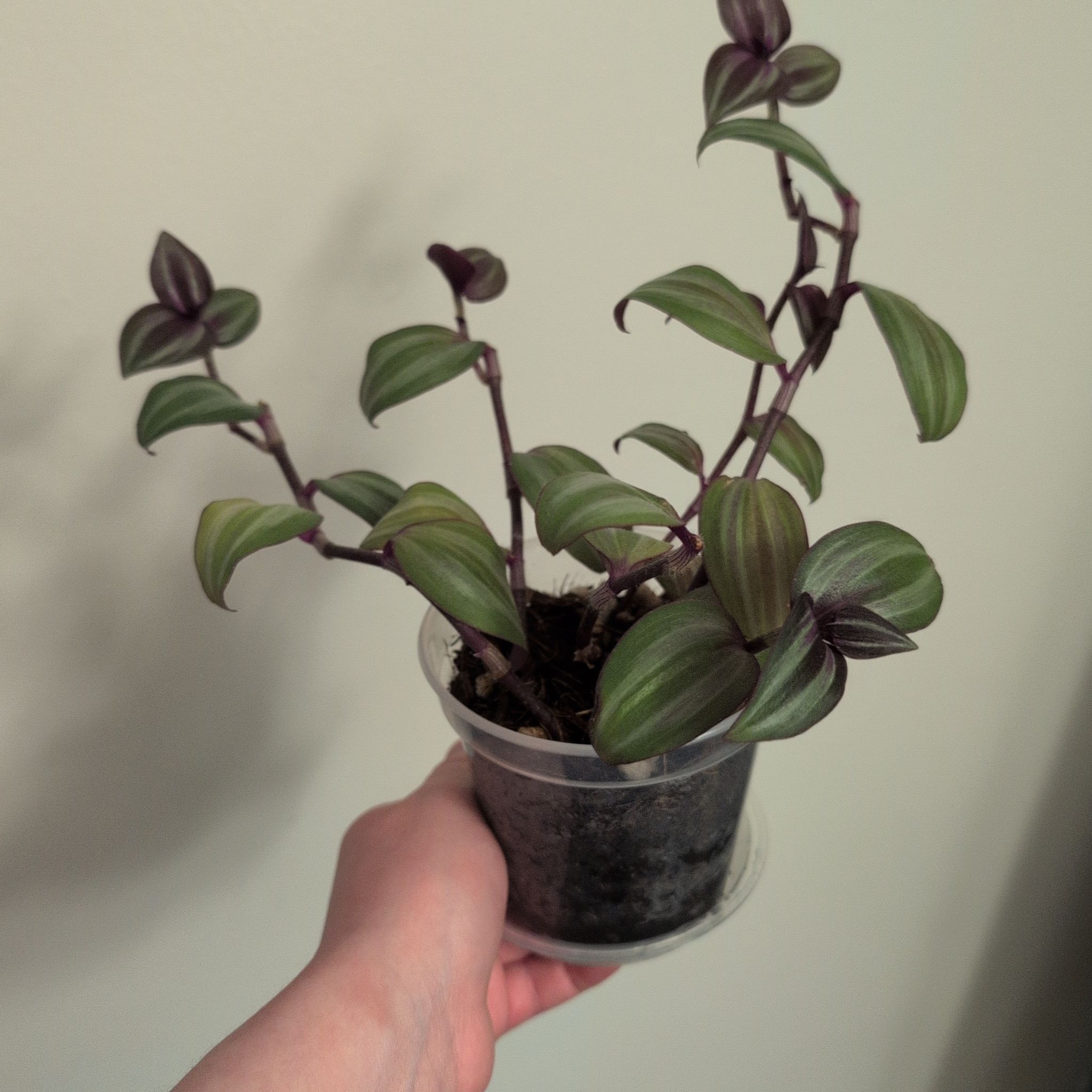 Photo of the plant species Tradescantia zebrina 'Silver Smudge' by @AliveAgarito named Drake on Greg, the plant care app