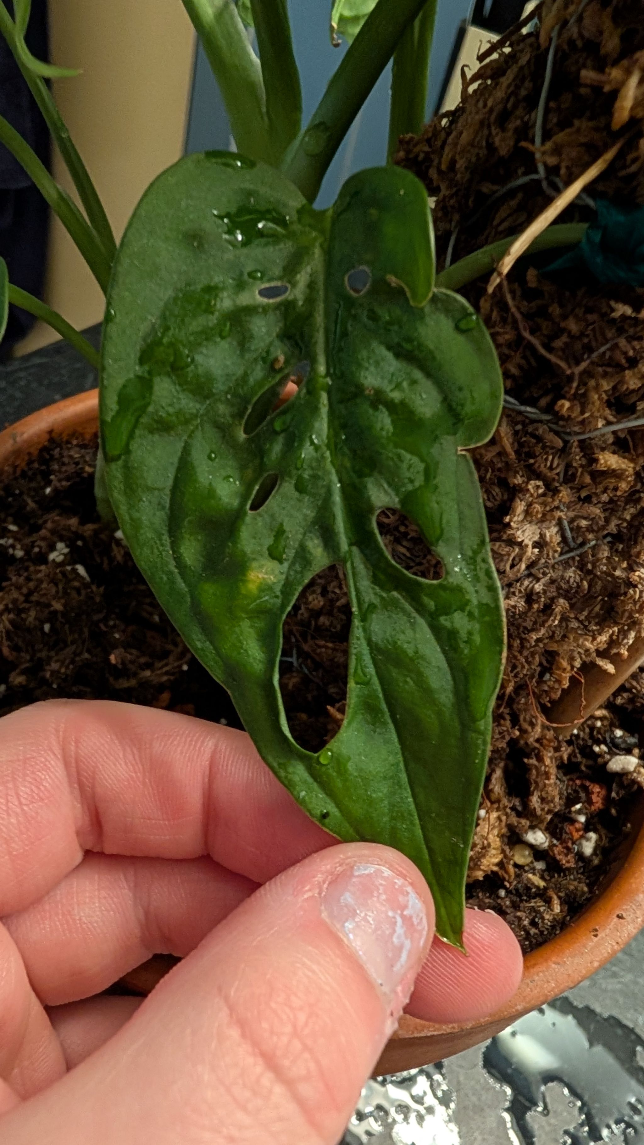 🐒 Why Your Monstera Monkey Mask Leaves Are Falling Over