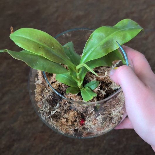 Photo of the plant species Nepenthes Monkey Jars by @AliveAgarito named Remi on Greg, the plant care app