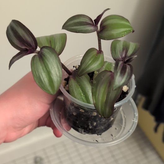 Photo of the plant species Tradescantia zebrina 'Silver Smudge' by @AliveAgarito named Drake Jr. on Greg, the plant care app