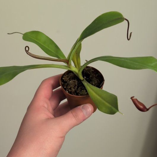 Photo of the plant species Tropical Pitcher Plant by @AliveAgarito named Apollo on Greg, the plant care app