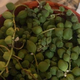 Photo of the plant species Creeping Snowberry by @ProWalkingfern named Mollie on Greg, the plant care app