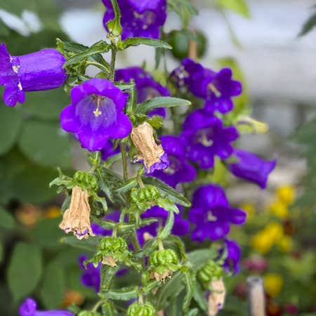 Photo of the plant species Canterbury Bells by @CuteRubberfig named Aria on Greg, the plant care app