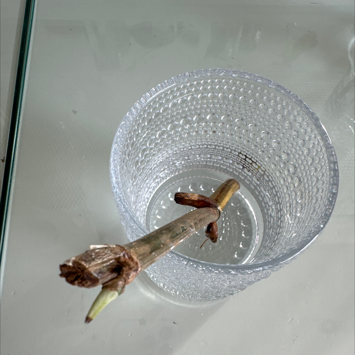 Cutting of Variegated Epipremnum pinnatum in a clear glass container with water.