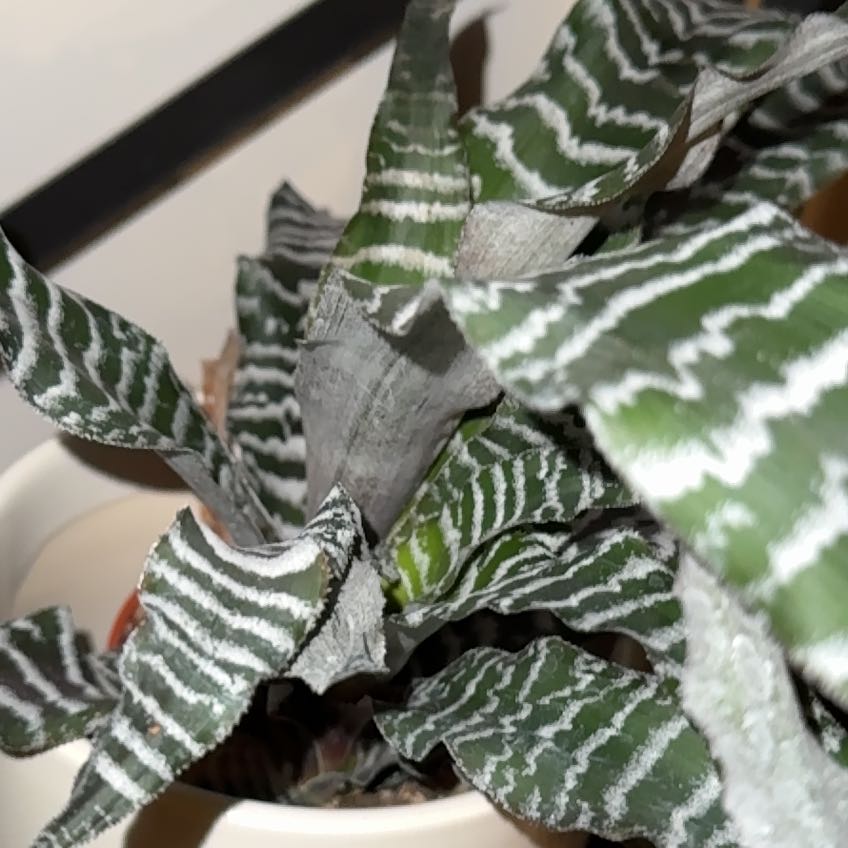 Photo of the plant species Amazonian Zebra Plant by @SilkenGrasspea named Darwin on Greg, the plant care app
