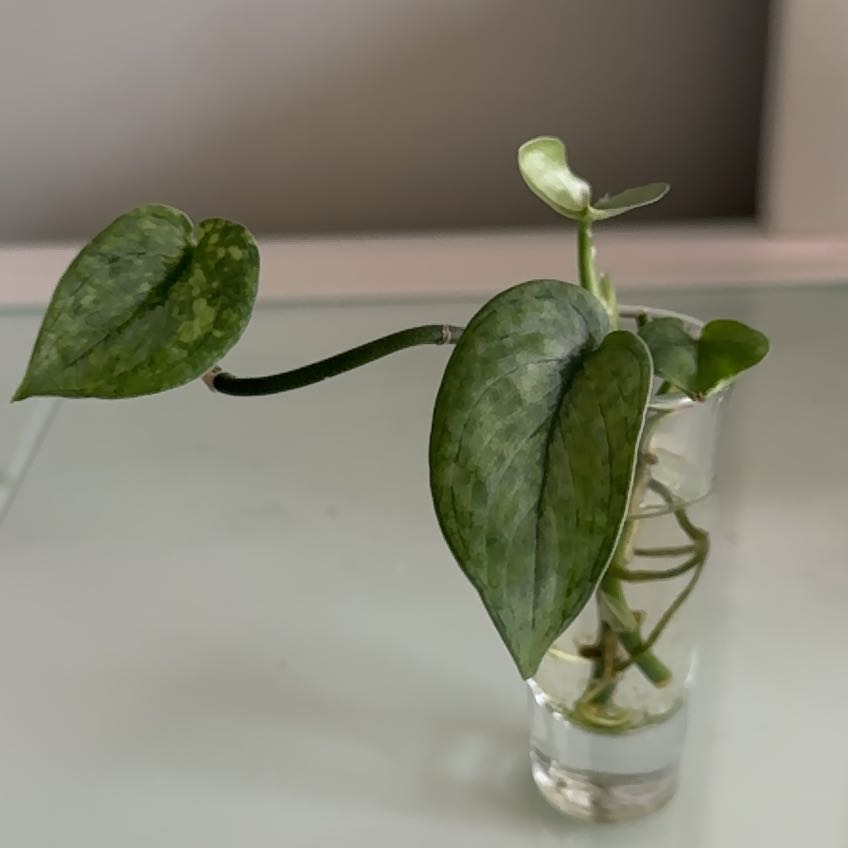 Photo of the plant species Scindapsus ‘Silver Cloud’ by @SilkenGrasspea named Fernie Mercury on Greg, the plant care app