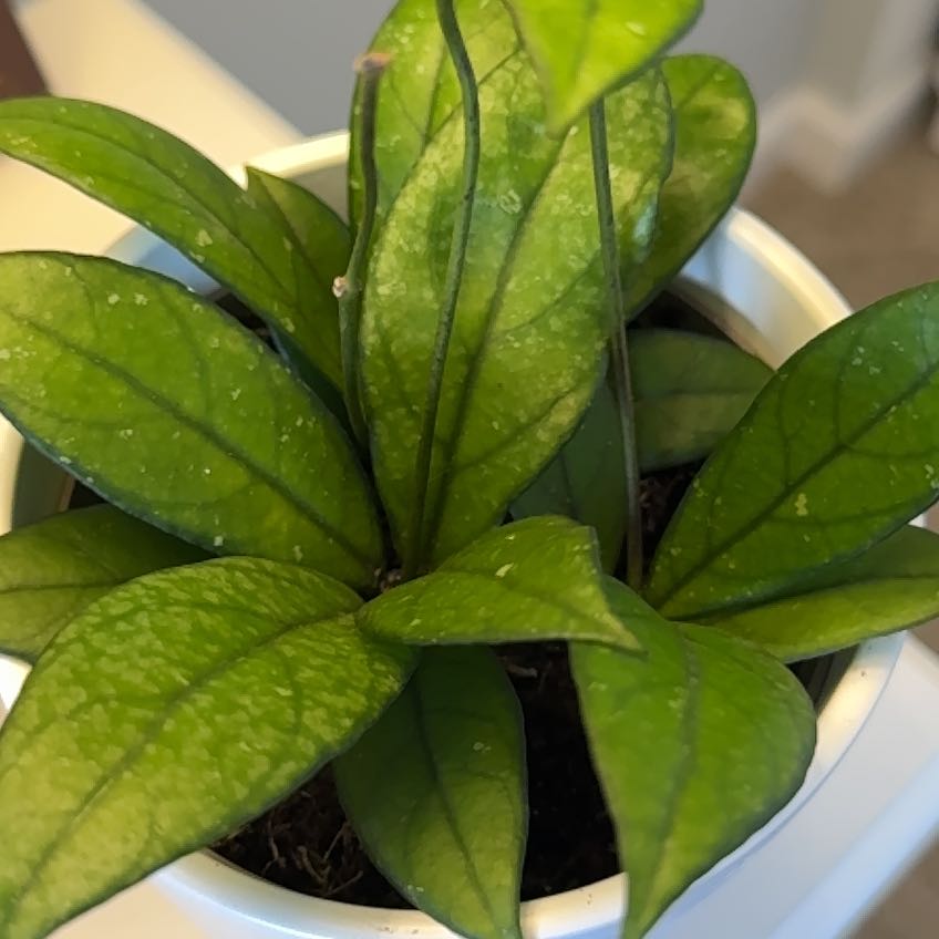 Hoya crassipetiolata plant in a white pot with green leaves and visible veins.