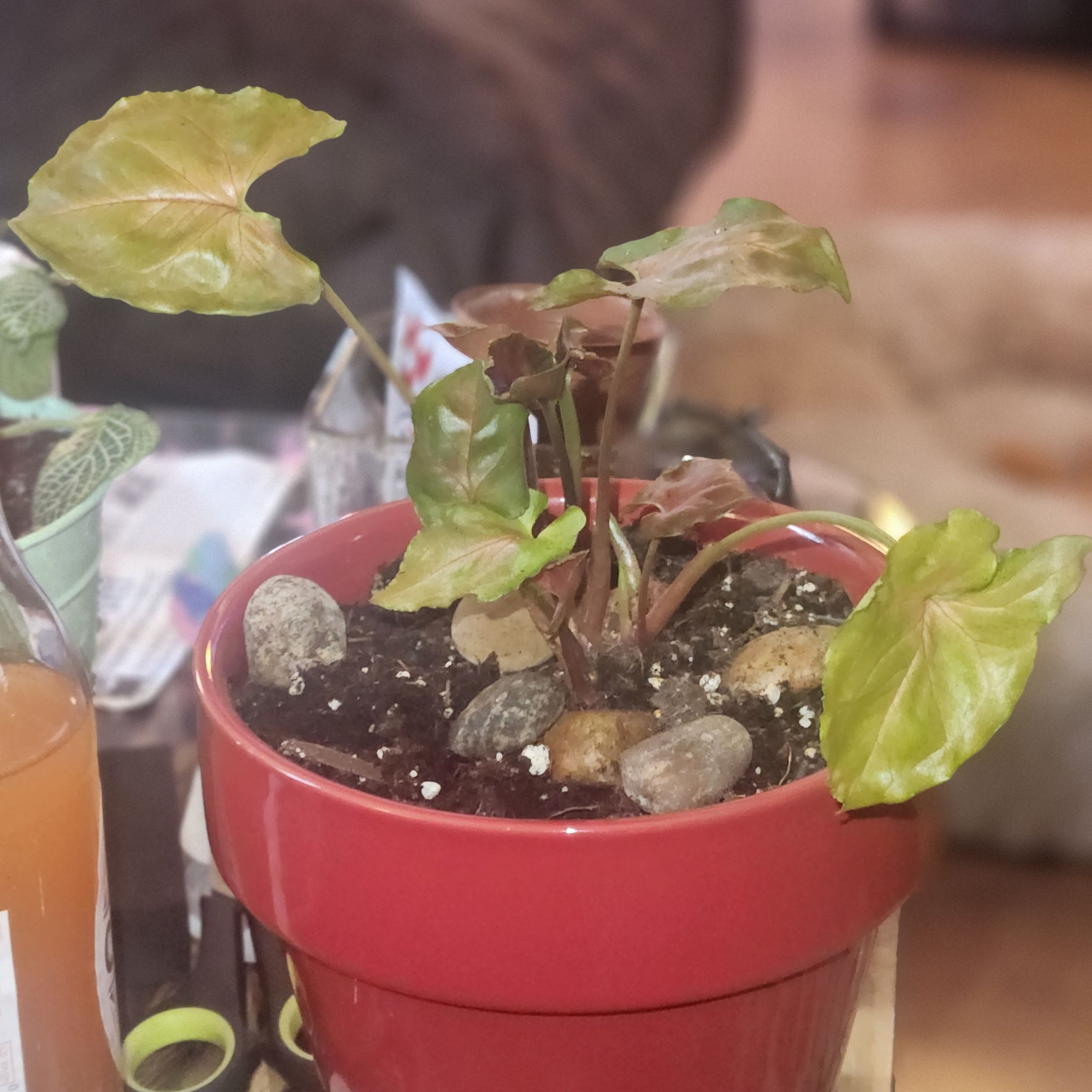 Photo of the plant species Syngonium / Arrowhead by @Suncatcher2 named Sahara on Greg, the plant care app