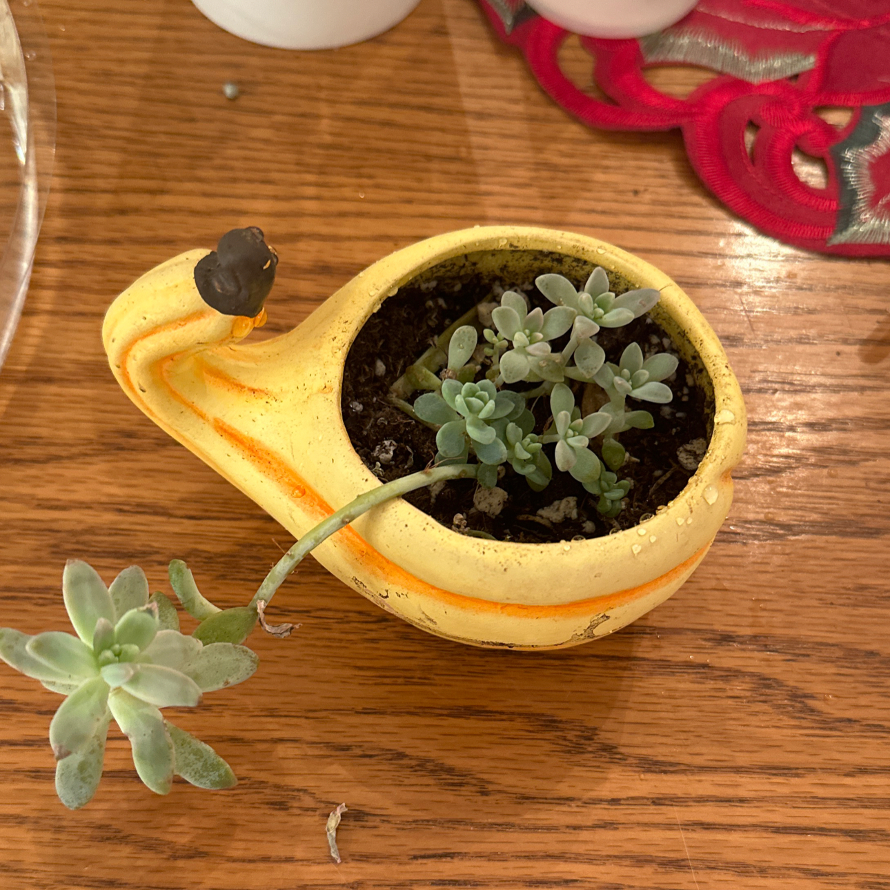Pachyphytum hookeri succulent in a yellow pot with some browning on one leaf.