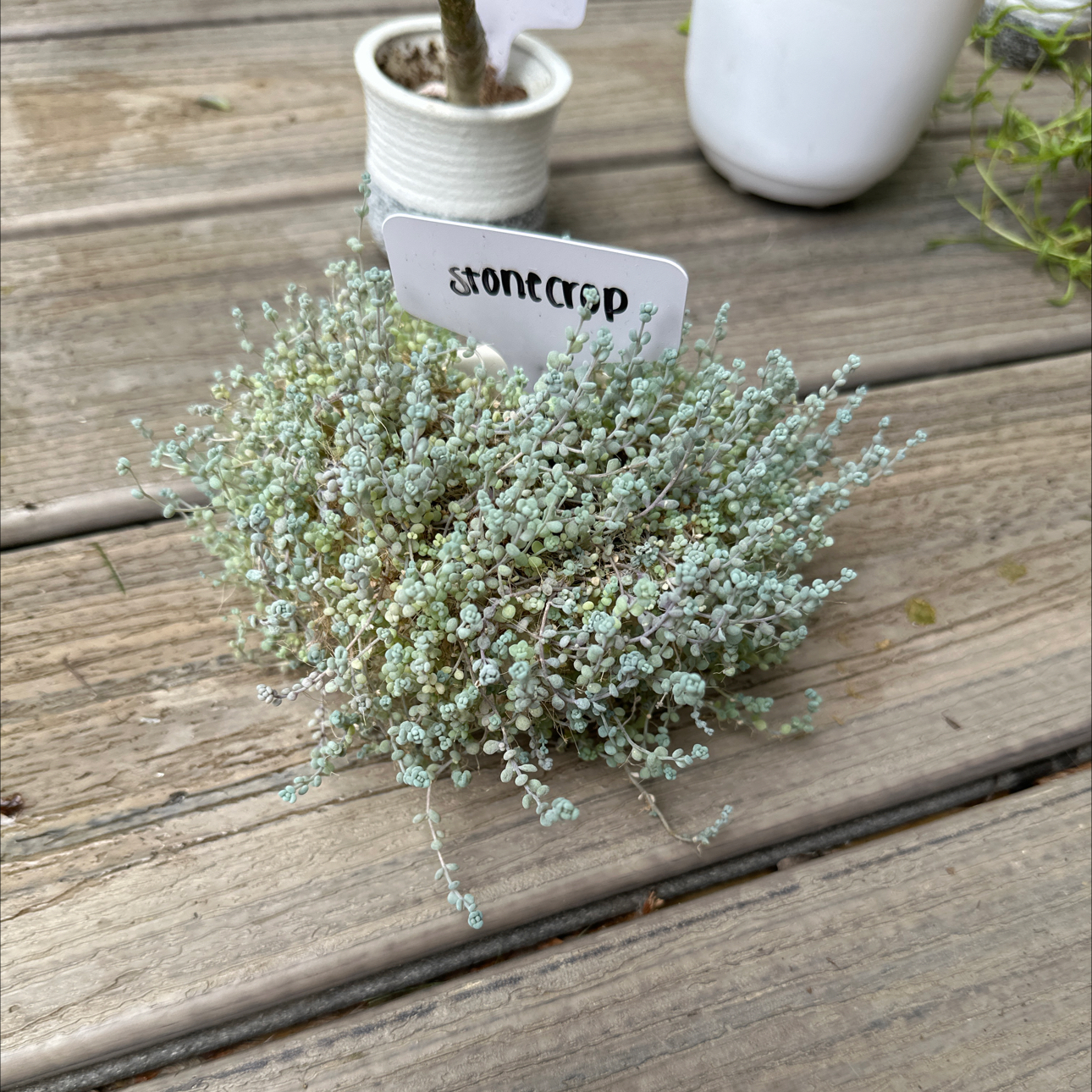 Photo of the plant species Blue Tears Sedum by @RachelsBabies named Major on Greg, the plant care app