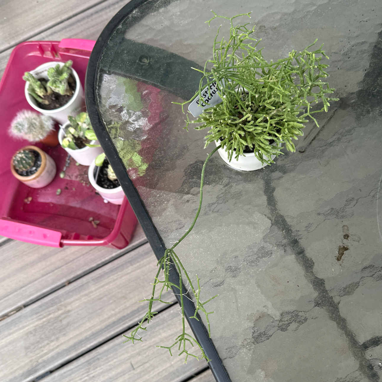 Photo of the plant species Mistletoe Cactus by @RachelsBabies named Misty on Greg, the plant care app