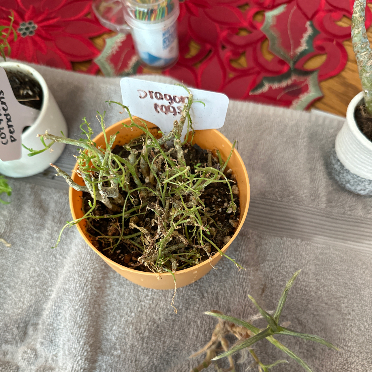 Photo of the plant species Fairy Tale Plant by @RachelsBabies named Tinker Bell on Greg, the plant care app