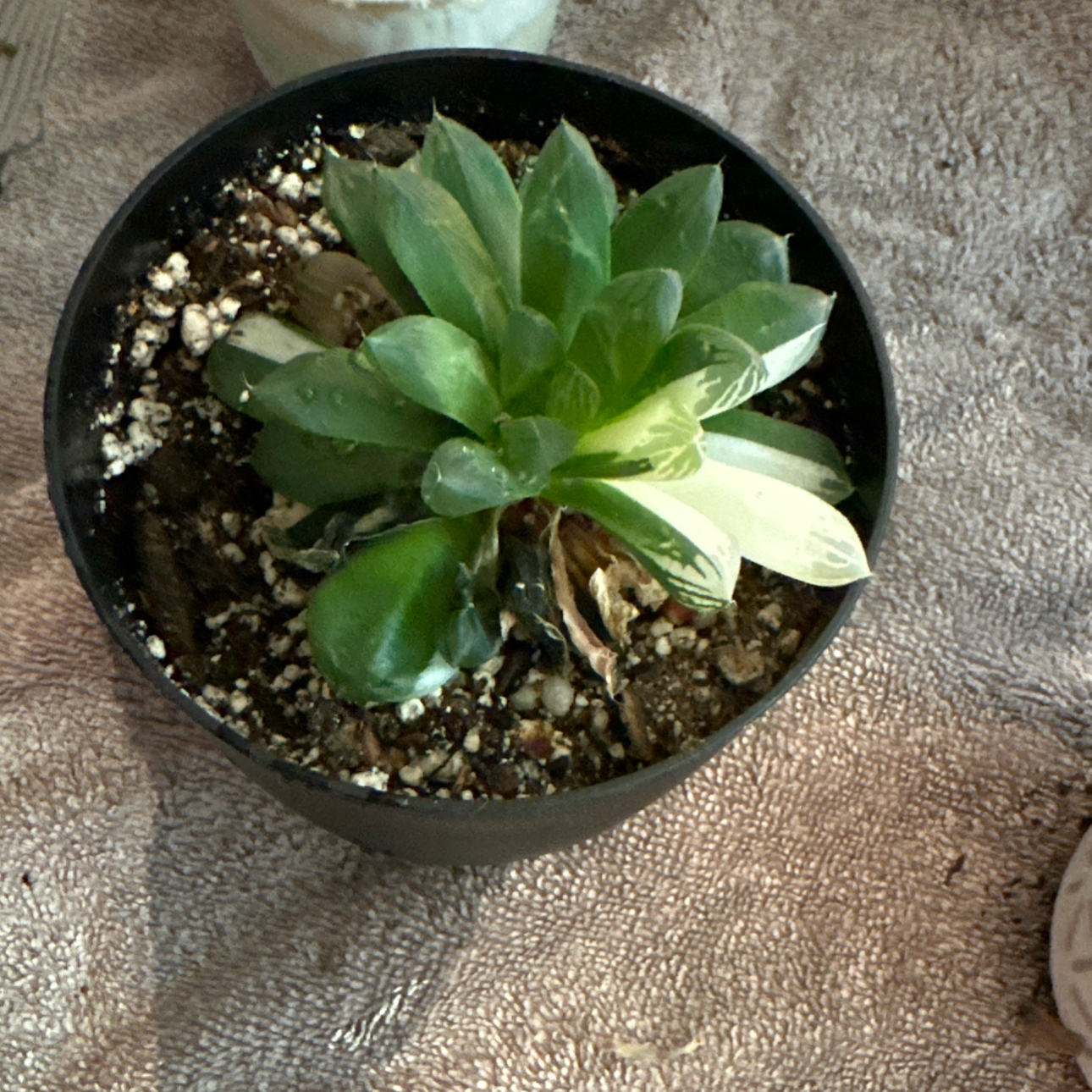 Photo of the plant species Variegated Haworthia Cooperi by @RachelsBabies named Cooper on Greg, the plant care app