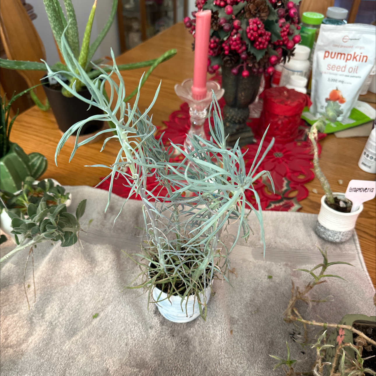 Photo of the plant species Senecio vitalis by @RachelsBabies named Grassy on Greg, the plant care app