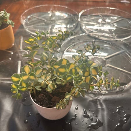Photo of the plant species Sedum sieboldii 'Variegata' by @RachelsBabies named Sunny on Greg, the plant care app