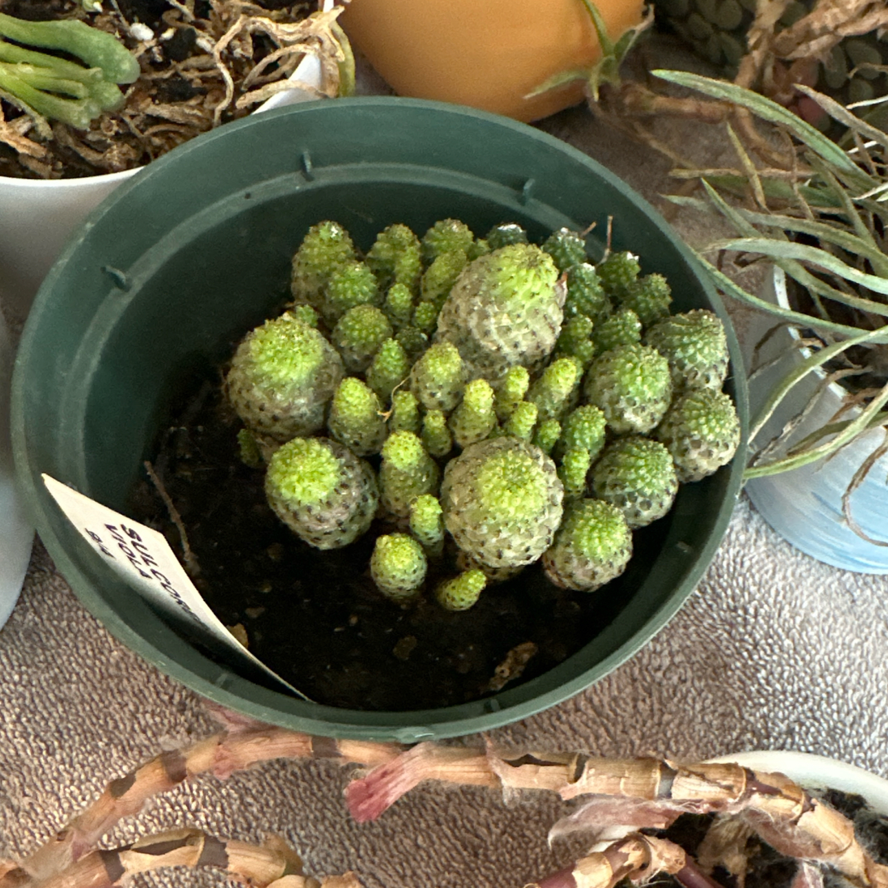 Photo of the plant species Rebutia canigueralii by @RachelsBabies named Naomi on Greg, the plant care app