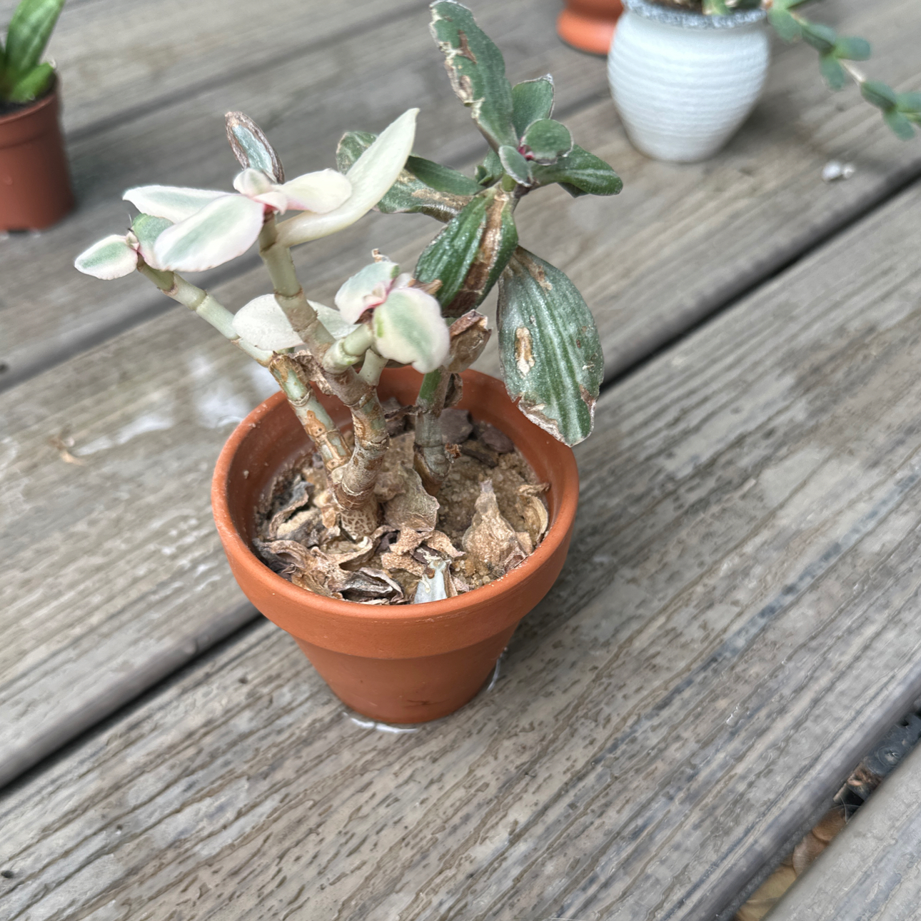 Photo of the plant species Cotyledon Passions Heart by @RachelsBabies named Bella on Greg, the plant care app