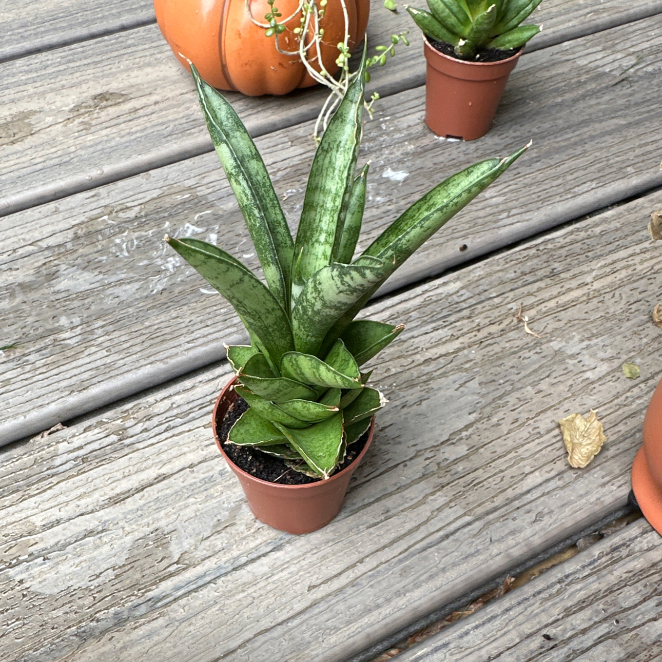 Photo of the plant species Tower Thai by @RachelsBabies named Wall-E on Greg, the plant care app