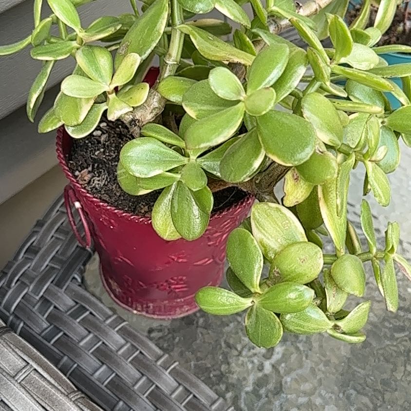 Photo of the plant species Peperomia urvilleana by @YeveLipandra named Drake on Greg, the plant care app