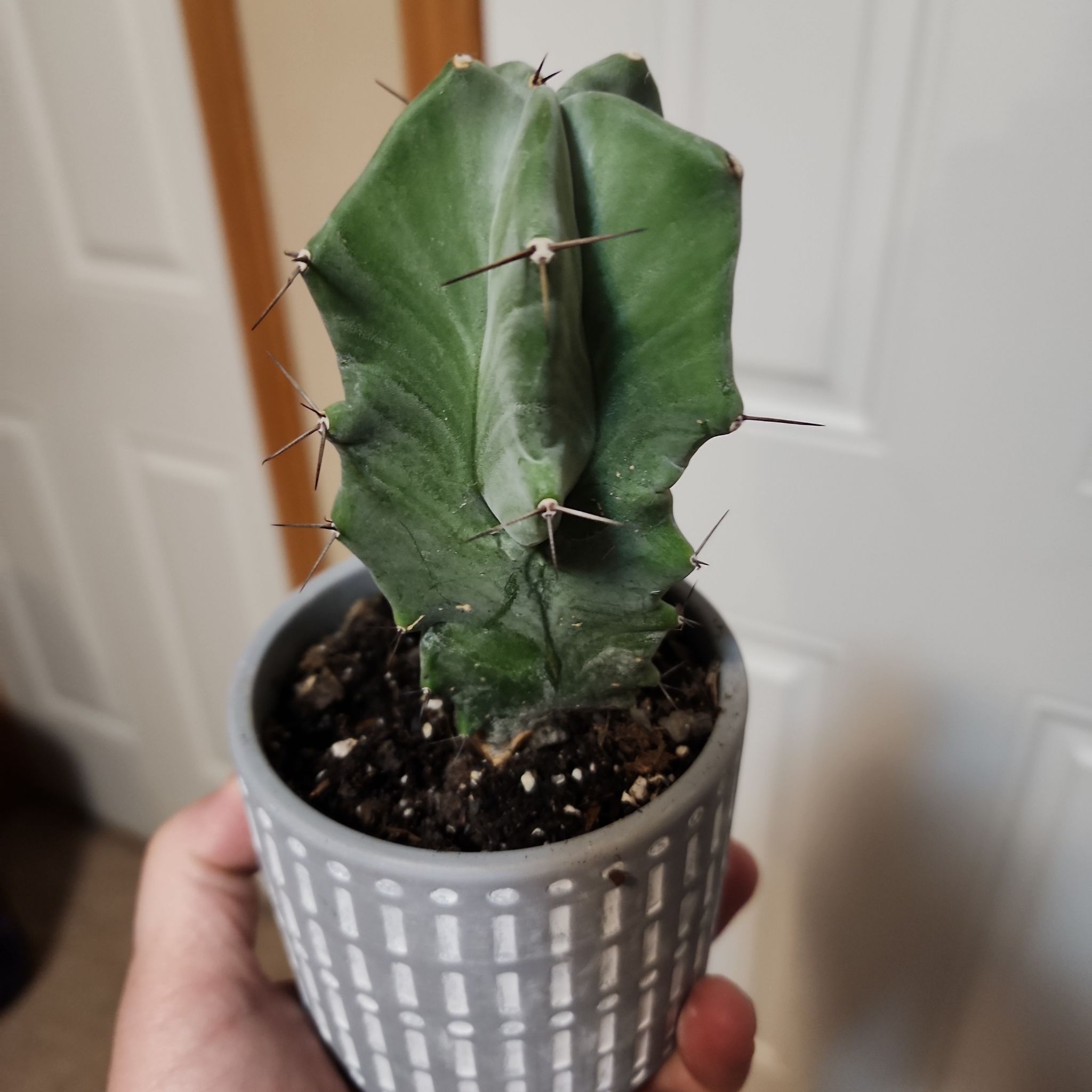 Potted Gray Ghost Organ Pipe cactus held in hand, well-framed and in focus.
