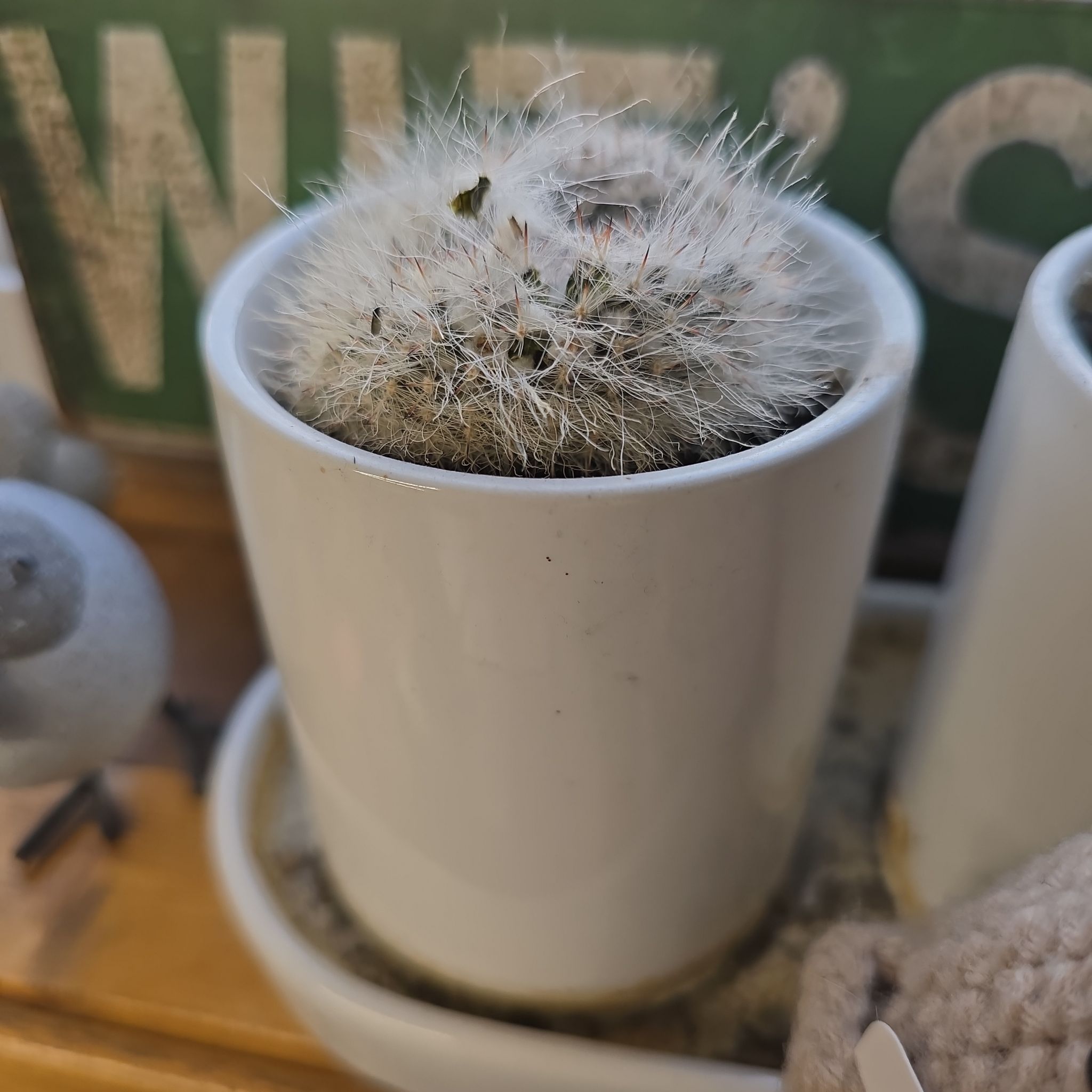 Photo of the plant species notocactus concinnus by @2ndActGoddess named Anthrax - RIP on Greg, the plant care app