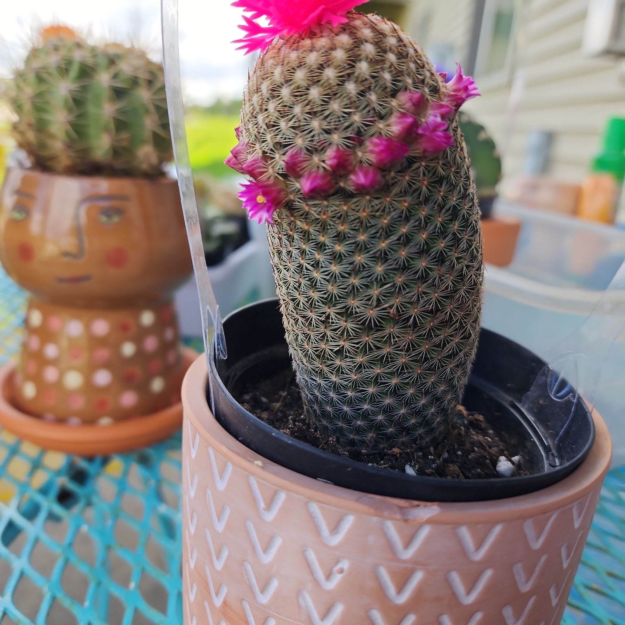 Coryphantha erecta cactus with pink flowers in a pot, soil visible.