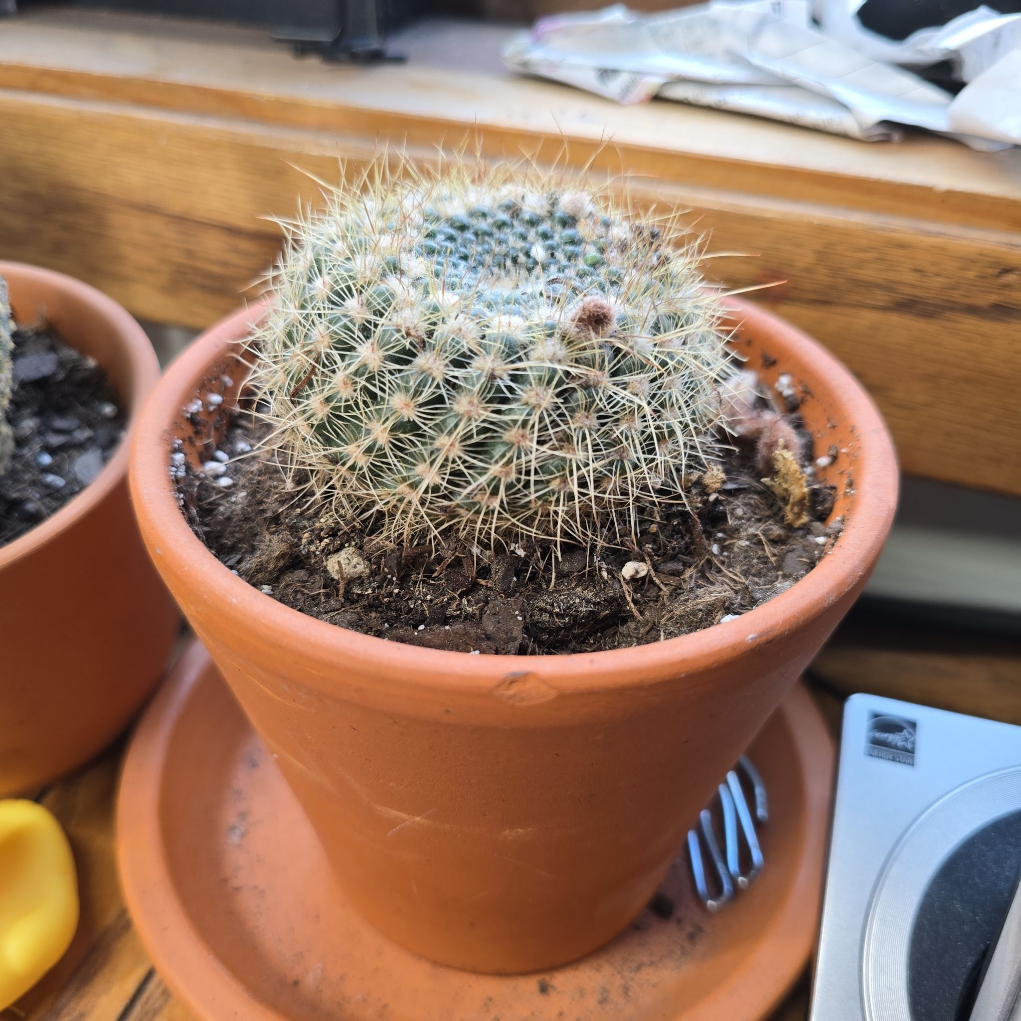 Photo of the plant species Joad's Notocactus by @2ndActGoddess named Dolores Claythorn on Greg, the plant care app