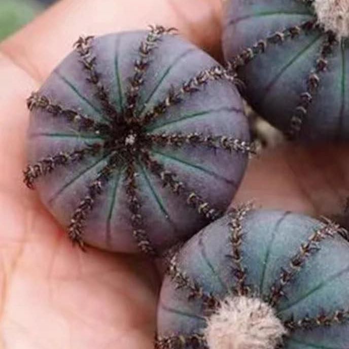 Photo of the plant species Frailea castanea by @DefiniteBulrush named Marley on Greg, the plant care app
