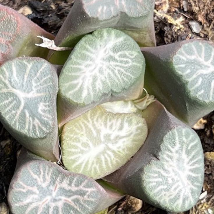 Photo of the plant species Haworthia marumiana by @DefiniteBulrush named Ulysses S Plant on Greg, the plant care app