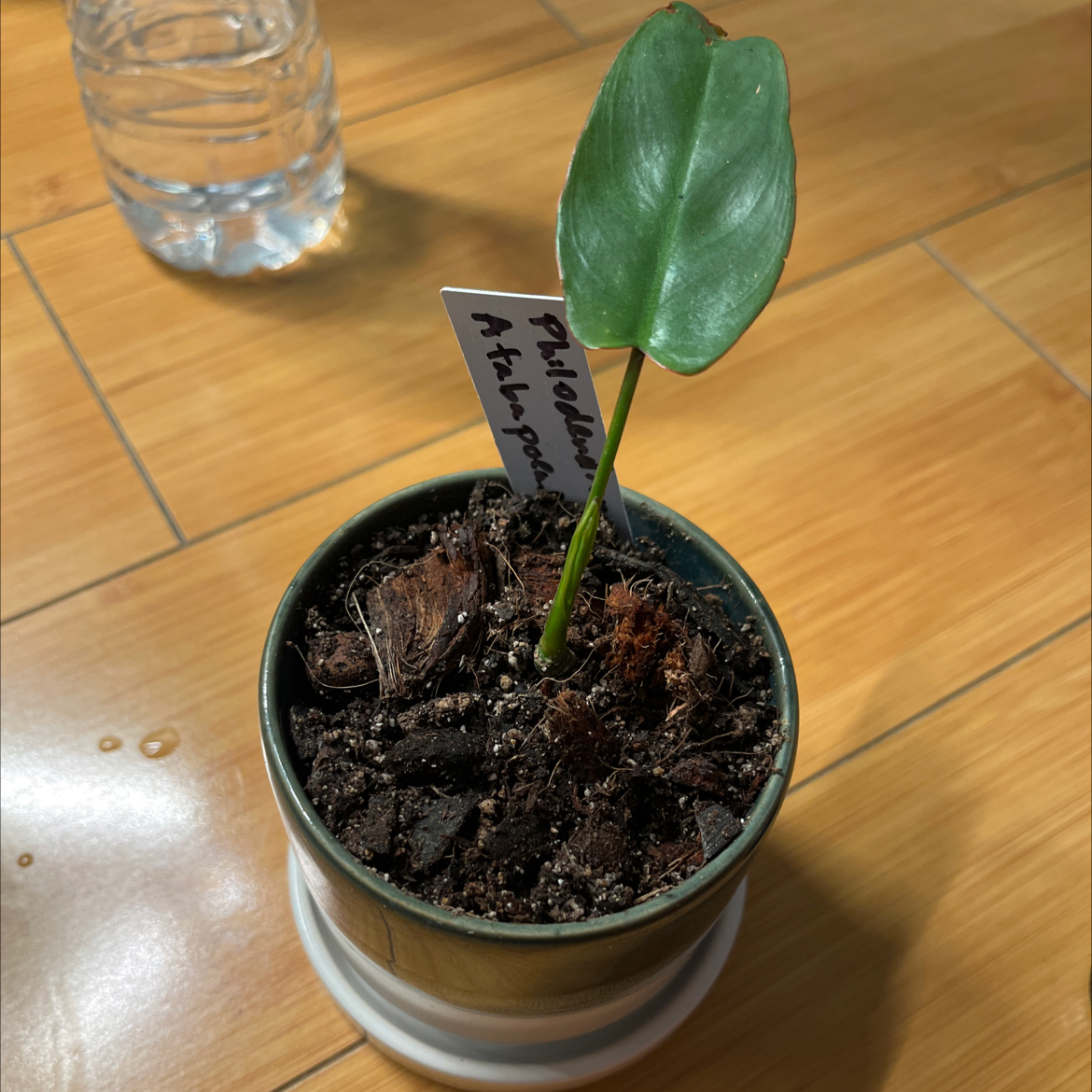 Young Philodendron atabapoense plant in a small pot with a single green leaf.
