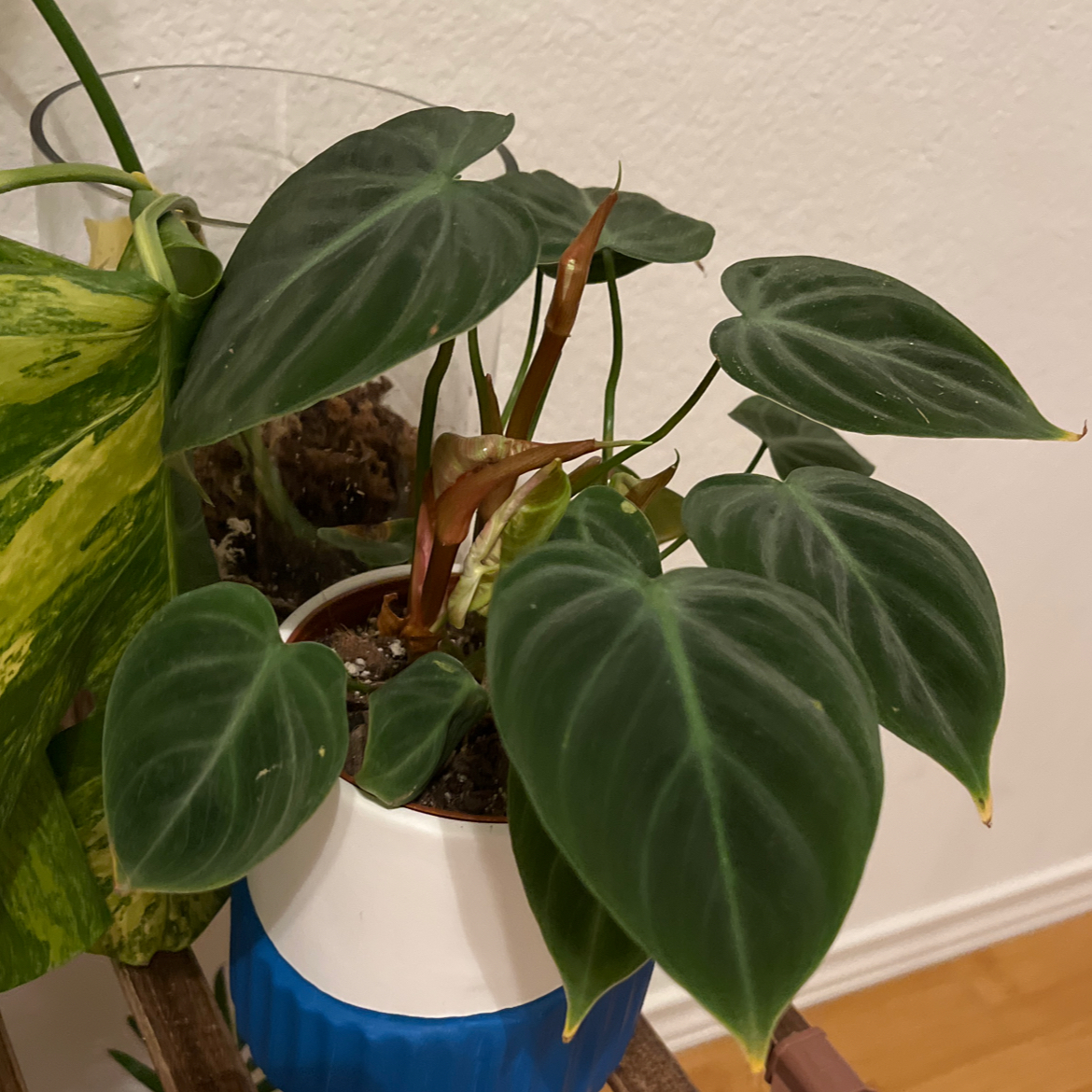 Philodendron El Choco Red plant in a pot with healthy leaves.