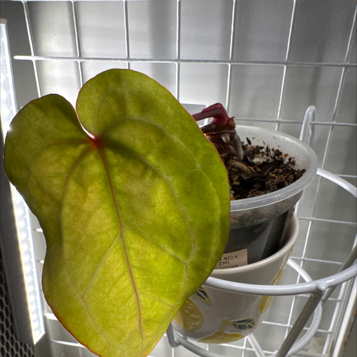 Photo of the plant species Anthurium Hybrid by @DynamoChichipe named 🪟🪴 Agent (Code RedxRC x SKGxZM) on Greg, the plant care app