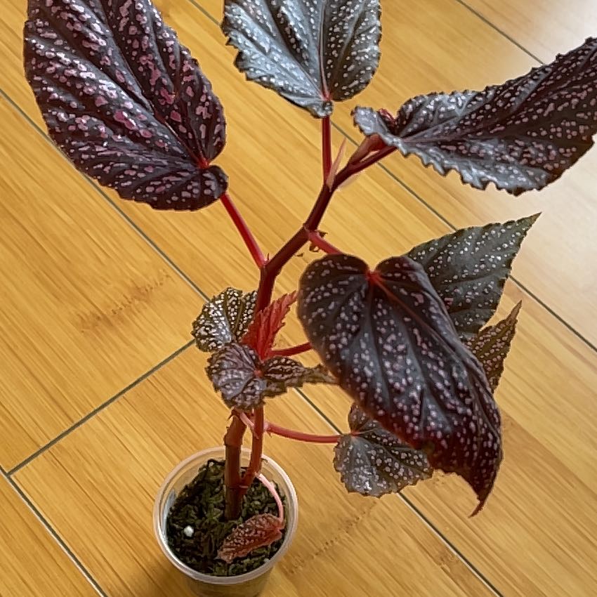 Begonia 'Benigo Pink' plant with dark, silver-spotted leaves in a small pot.
