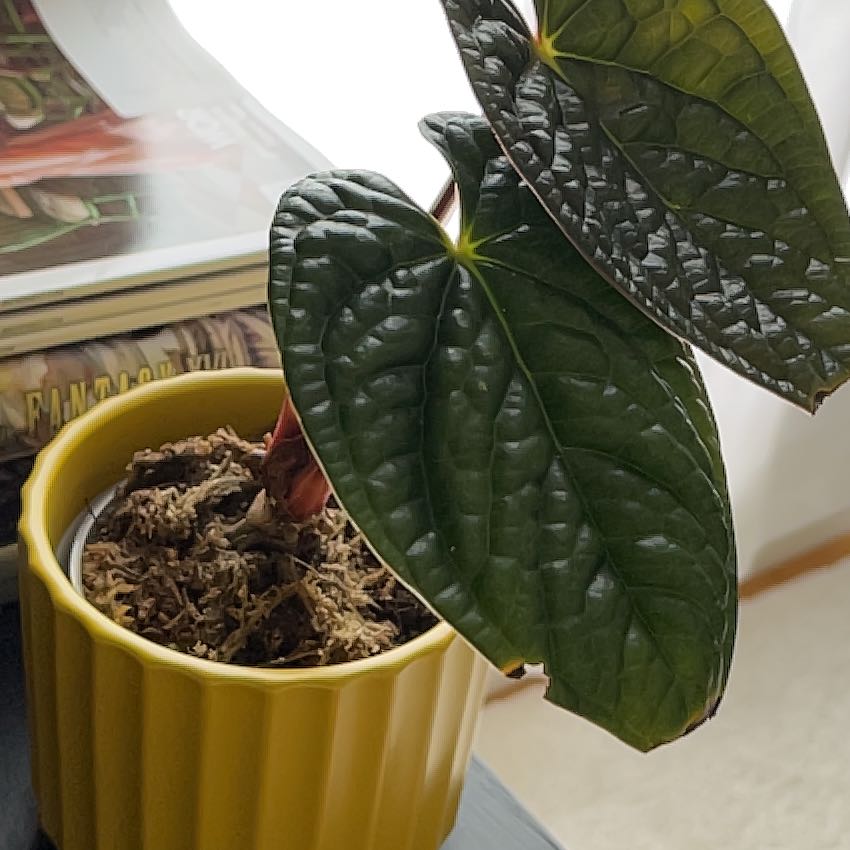 Anthurium Luxurians plant in a yellow pot with dark green leaves and visible soil.
