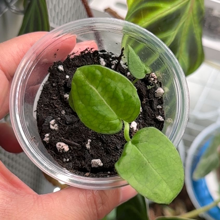 Photo of the plant species Anthurium Hybrid by @DynamoChichipe named 🪟🪴 Agent (Code RedxRC x SKGxZM) on Greg, the plant care app