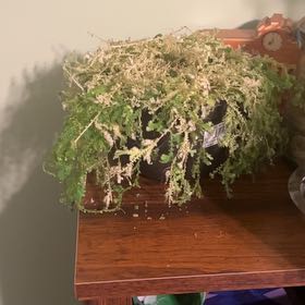 Photo of the plant species peacock fern by @BubblyCamphor named Vox on Greg, the plant care app