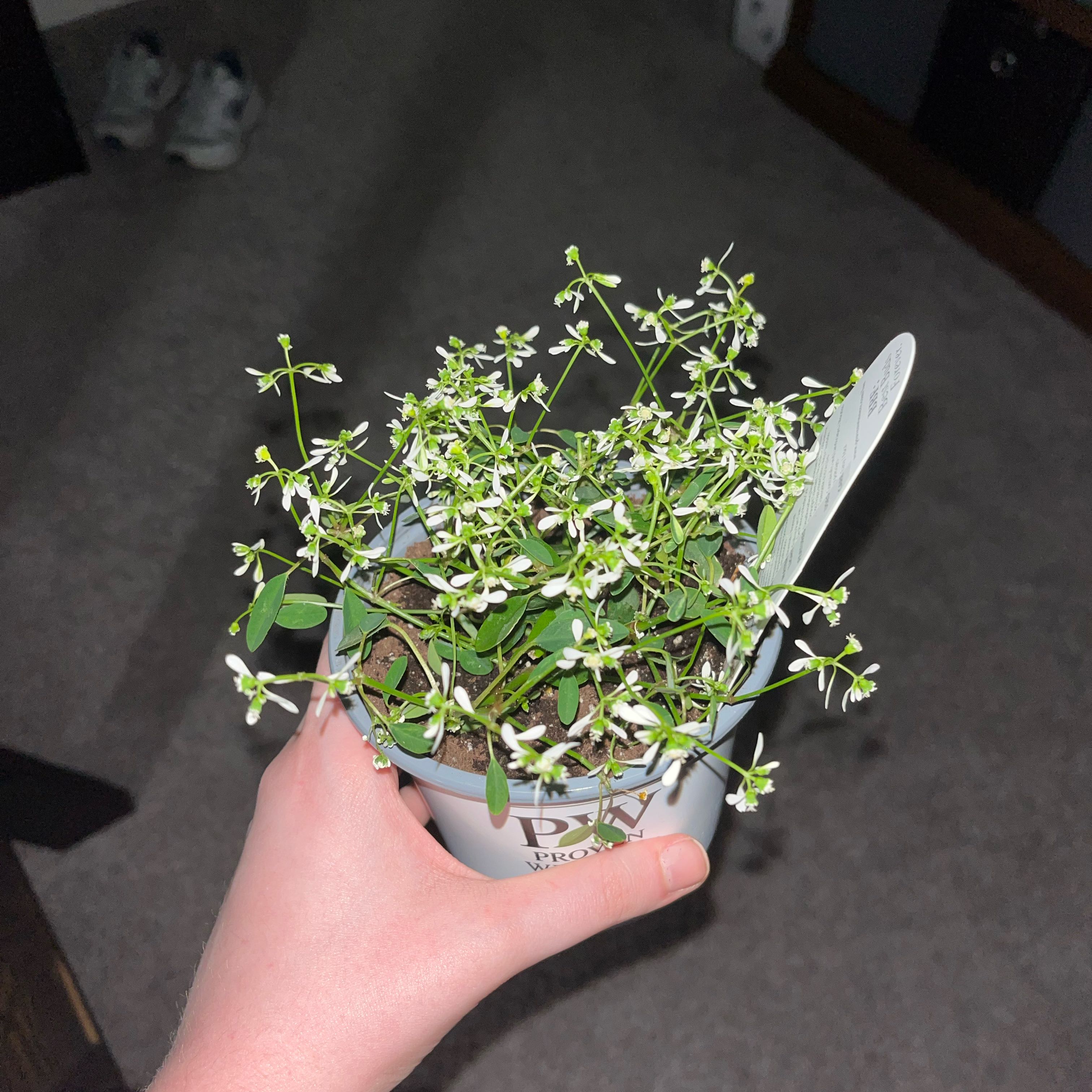 Photo of the plant species Euphorbia 'Diamond Frost' by @BubblyCamphor named Octavia on Greg, the plant care app