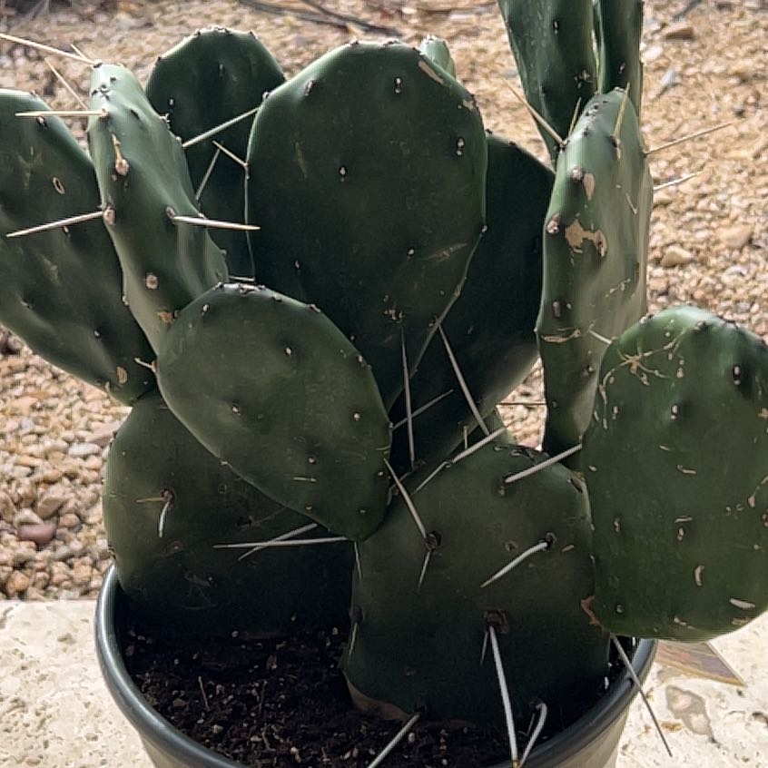 Plant care for Variegated Prickly Pear Cactus on Greg, the plant care app