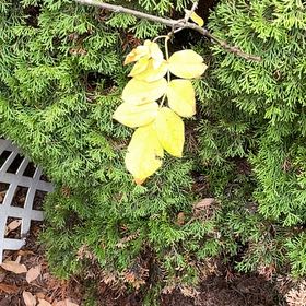 Photo of the plant species Poison Ivy by @RevealingKoa named Luna on Greg, the plant care app