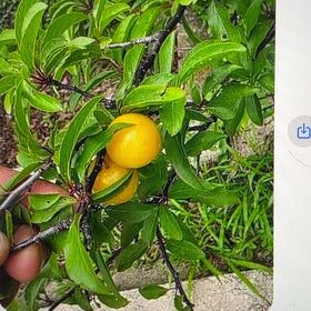 Photo of the plant species Peach Tree by @RevealingKoa named Fernie Mercury on Greg, the plant care app