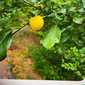 Photo of the plant species Common Plum by @RevealingKoa named Gobi on Greg, the plant care app