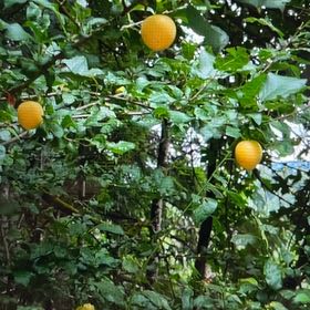 Photo of the plant species Hardy Orange by @RevealingKoa named Bruce Lee on Greg, the plant care app