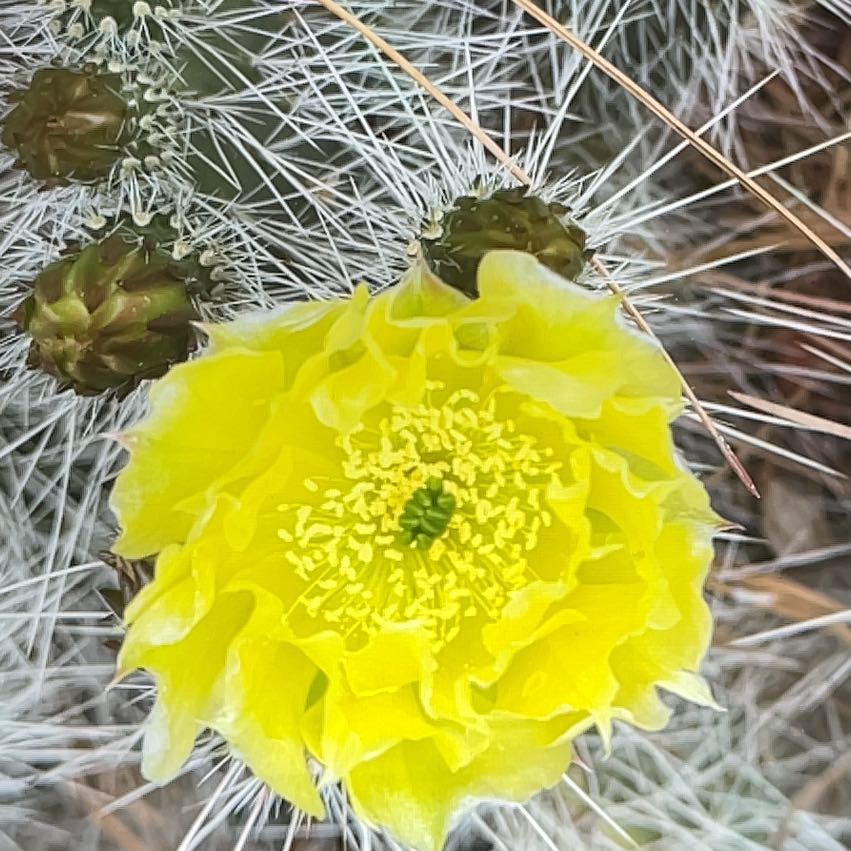 Photo of the plant species Navajo Bridge Prickly Pear by @RevealingKoa named Robert Plant on Greg, the plant care app