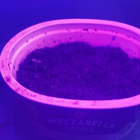 Photo of the plant species Kanna by @FabDevilsclub named Cleopatra on Greg, the plant care app