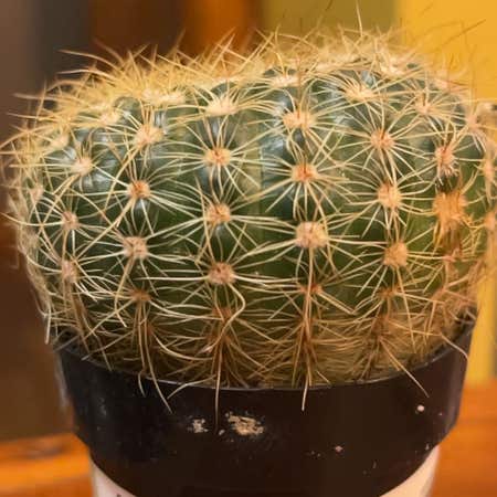 Photo of the plant species Notocactus elegans by @ExecSeagrapes named Sonora on Greg, the plant care app