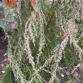 Photo of the plant species Dog Fennel by @SturdyWhiterose named Navajo on Greg, the plant care app