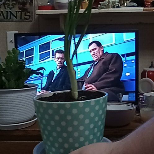 Photo of the plant species small onion by @PrizedAirplant named Lola on Greg, the plant care app