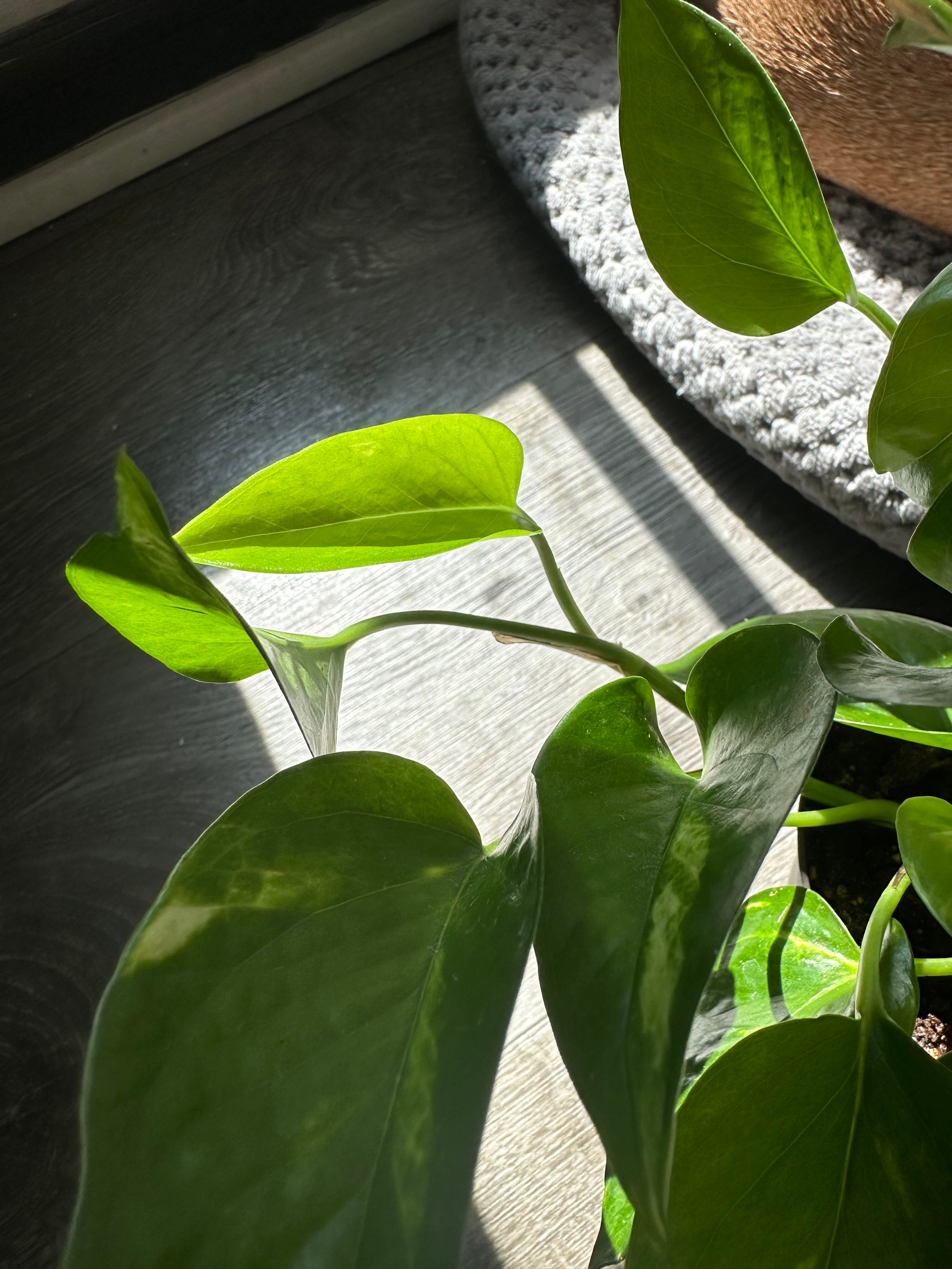 Why Are There Black Spots On My Jade Pothos Leaves?