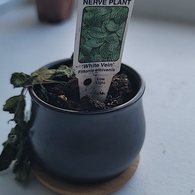 Photo of the plant species Shrubby White Vein by @AceMatgrass named Rosa on Greg, the plant care app