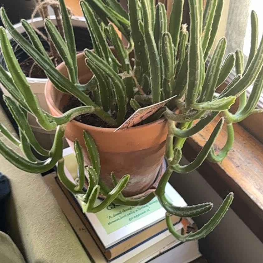 Photo of the plant species Zulu Giant by @JazzedSnailvine named Sigmund on Greg, the plant care app